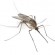 Malaria in Malaysia