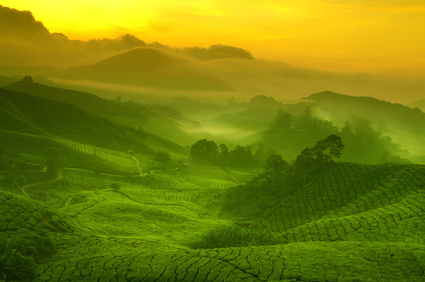 Morgendämmerung bei einer Trekking Tour (Cameron Highlands) in Malaysia