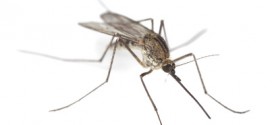 Malaria in Malaysia