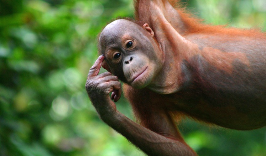 Orang Utans in Malaysia